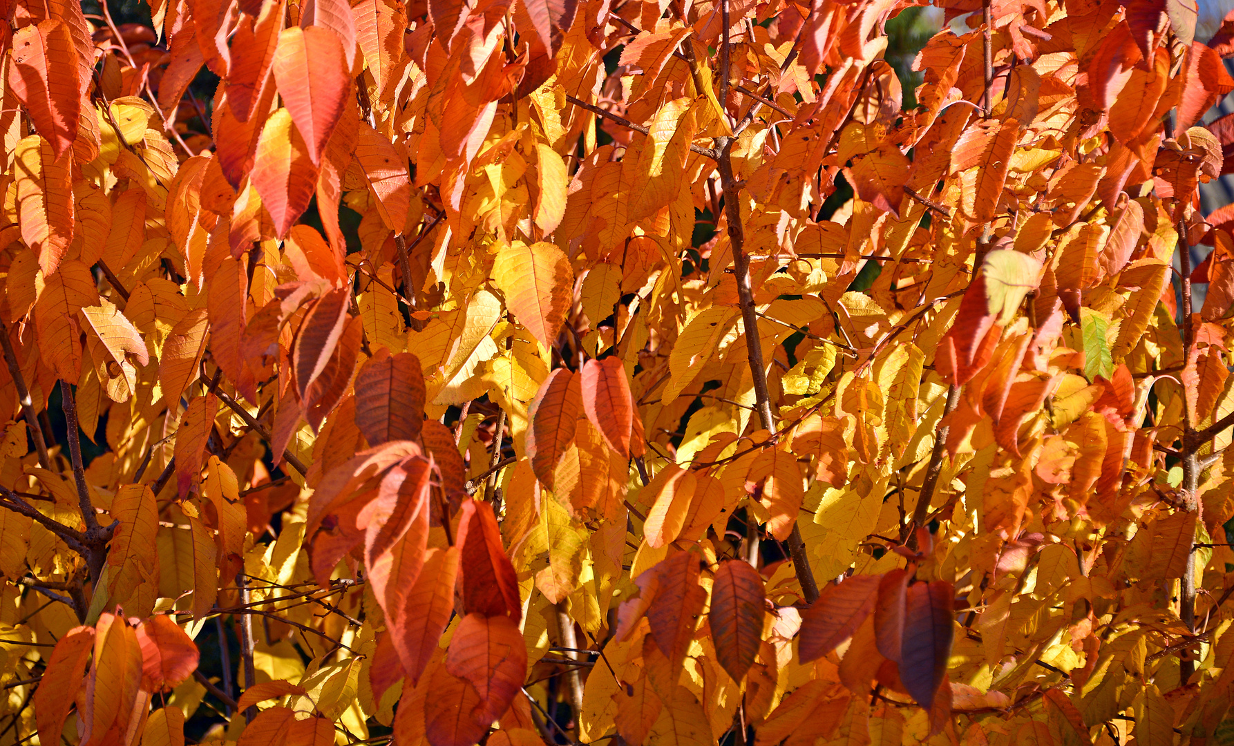 Kirschbaum im Herbst