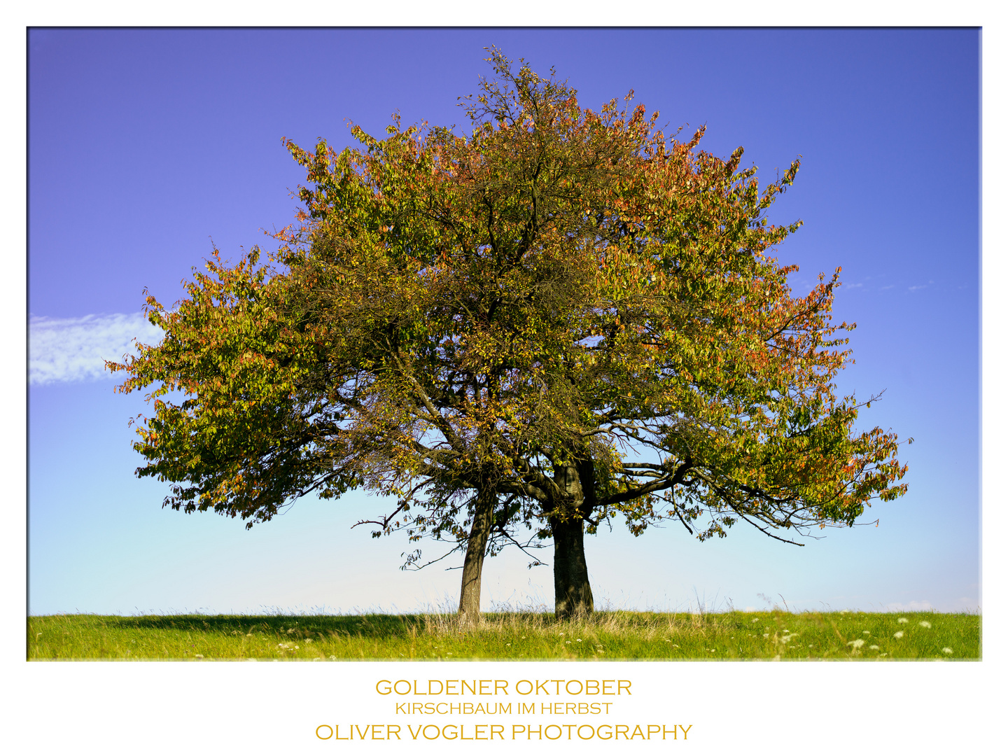 Kirschbaum im Herbst Foto & Bild jahreszeiten, herbst, natur Bilder