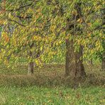 Kirschbaum im Herbst