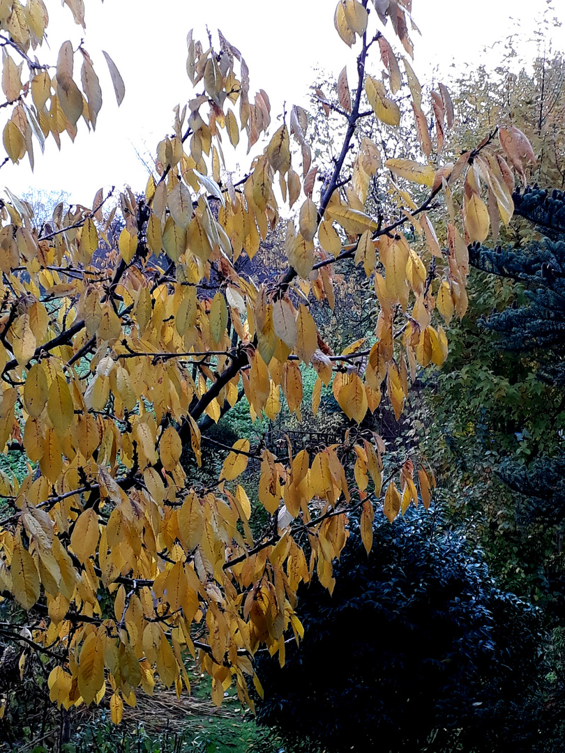 Kirschbaum im Herbst Foto & Bild pflanzen, pilze & flechten, bäume