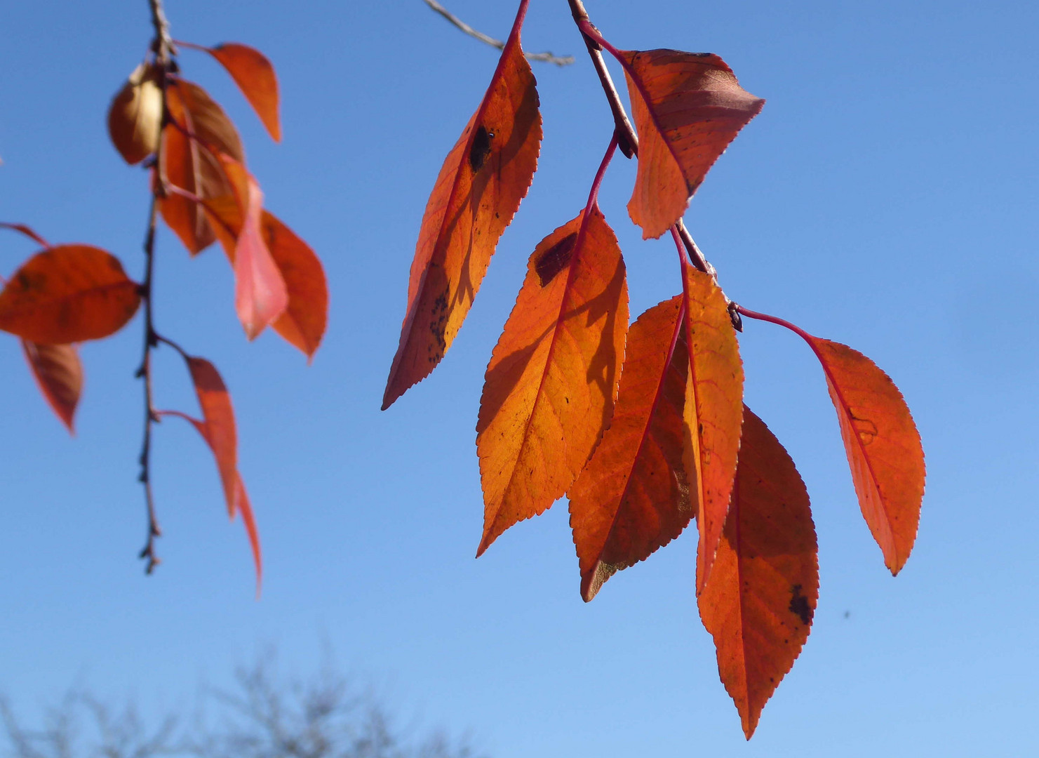 Kirschbaum im Herbstkleid