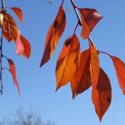 Kirschbaum im Herbstkleid