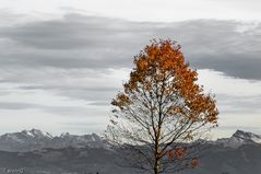 Kirschbaum im Herbstkleid mit Alpsteingebirge im Hintergrund