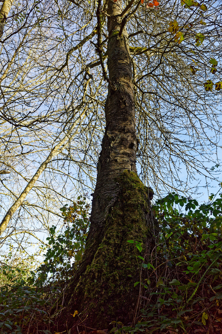 Kirschbaum im Herbstlicht