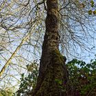 Kirschbaum im Herbstlicht