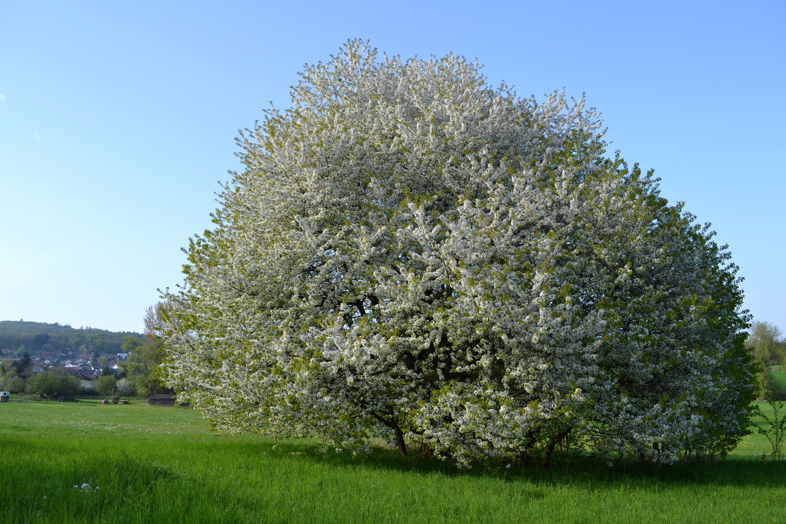 Kirschbaum im Josbachtal