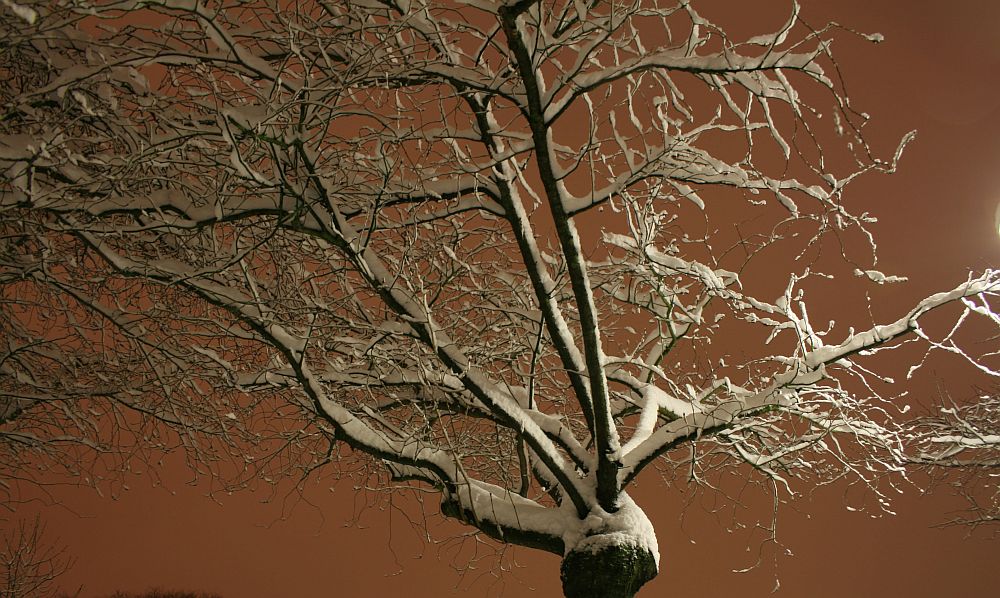 Kirschbaum im (künstlichen) Mondlicht