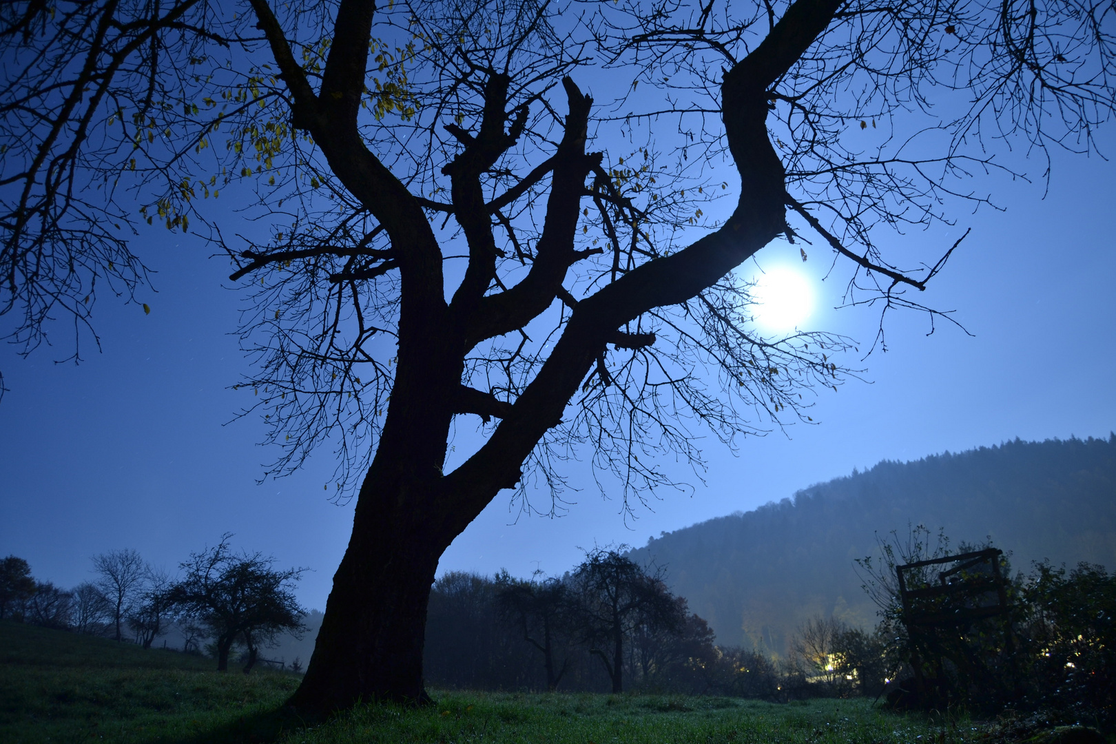 Kirschbaum im Mondlicht