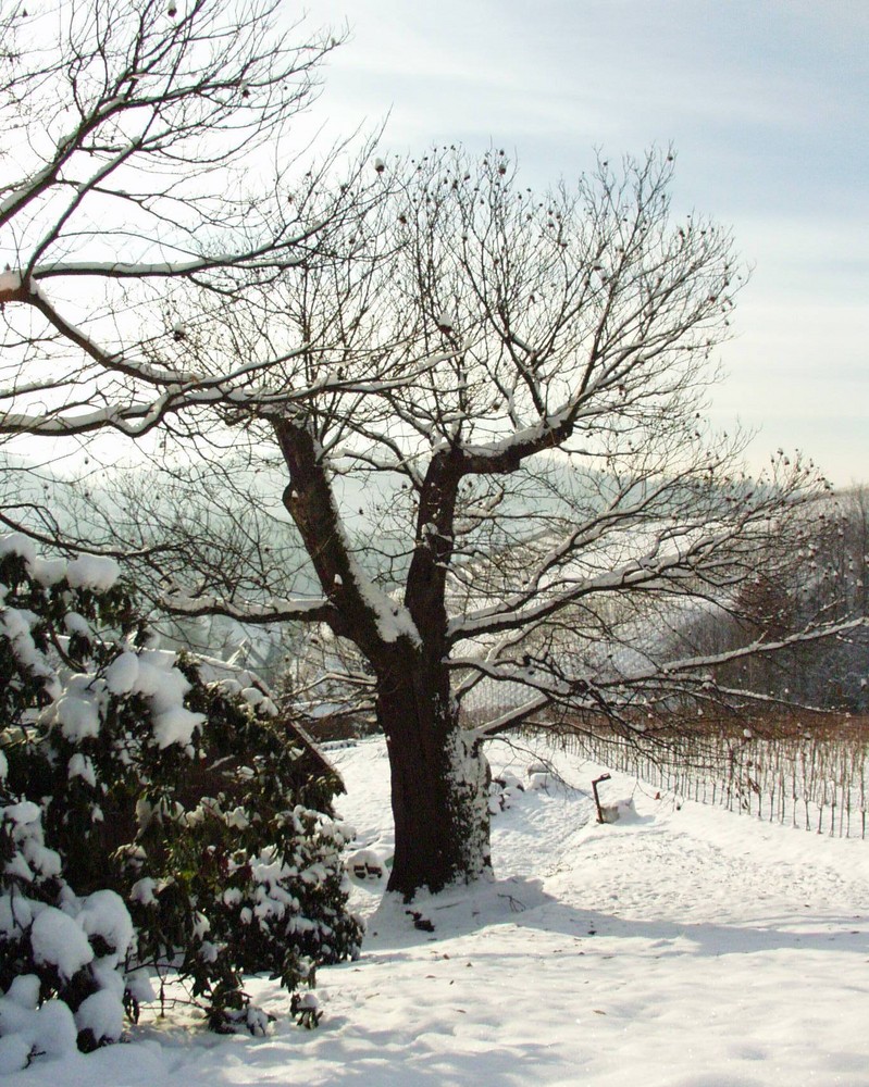 Kirschbaum im Schnee