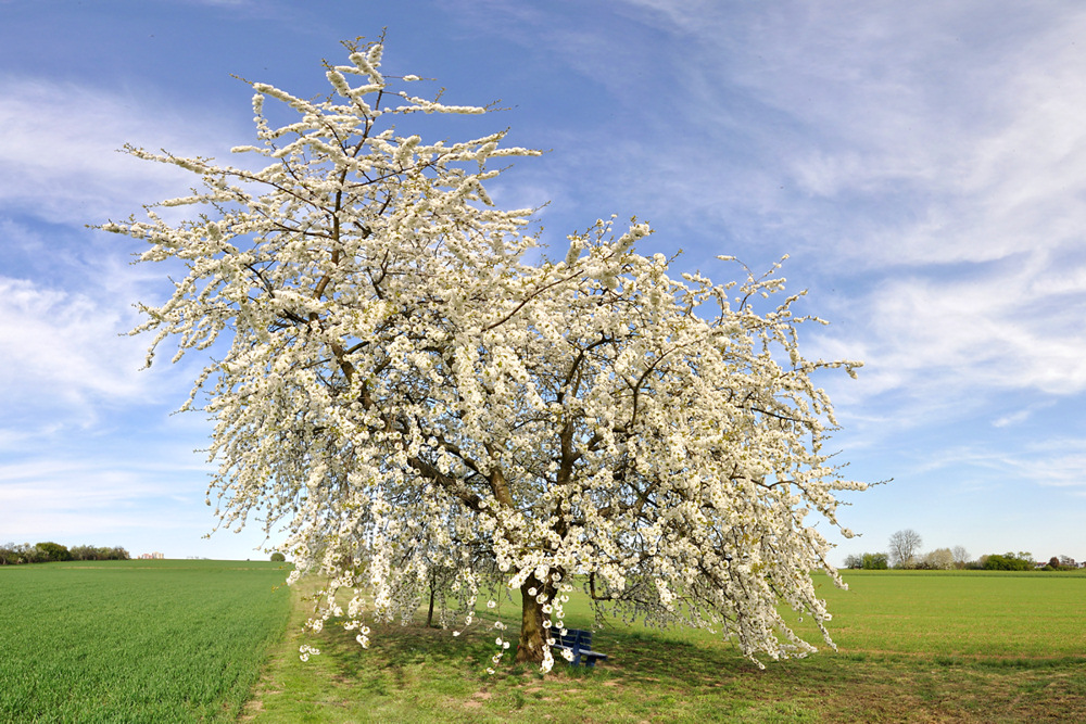 Kirschbaum im Sichtbaren Foto & Bild pflanzen, pilze & flechten