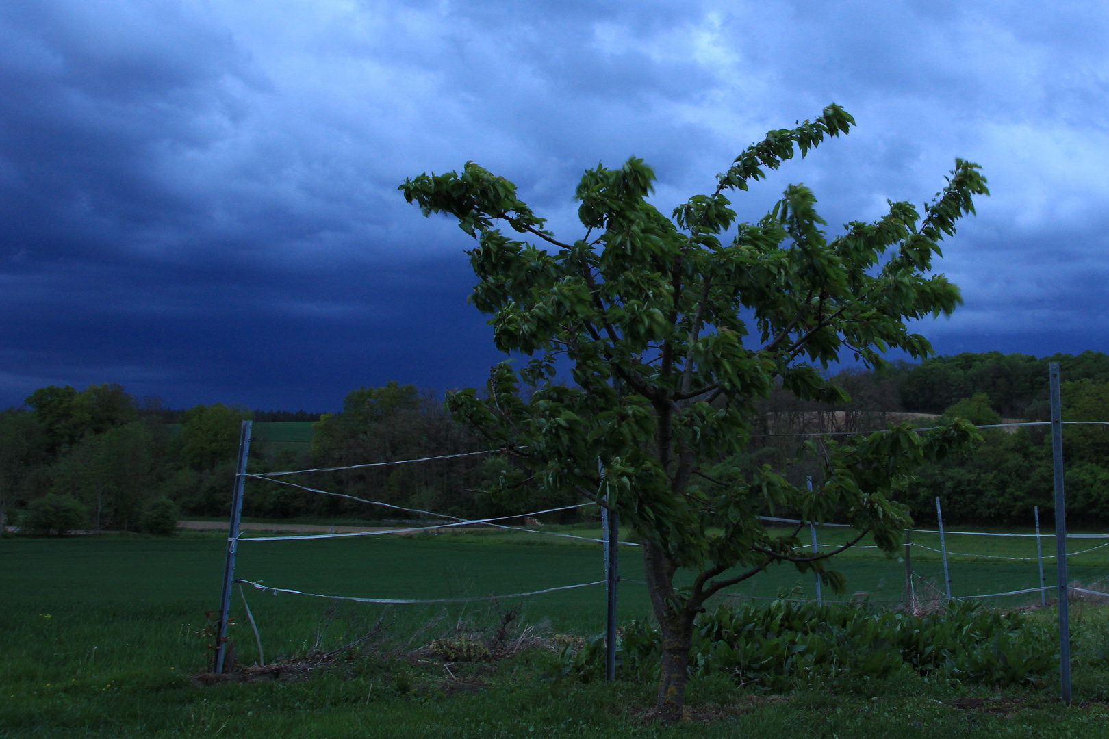 Kirschbaum im Sturm