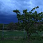 Kirschbaum im Sturm