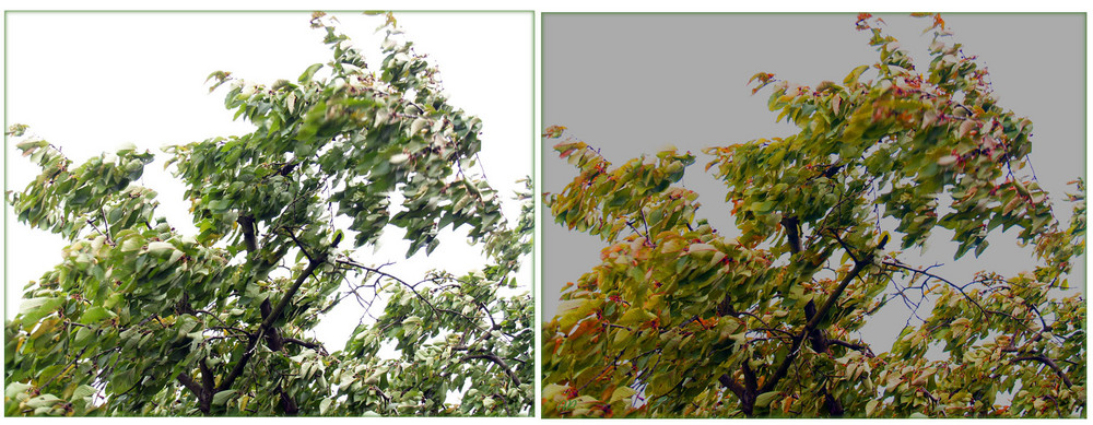 Kirschbaum im Sturm