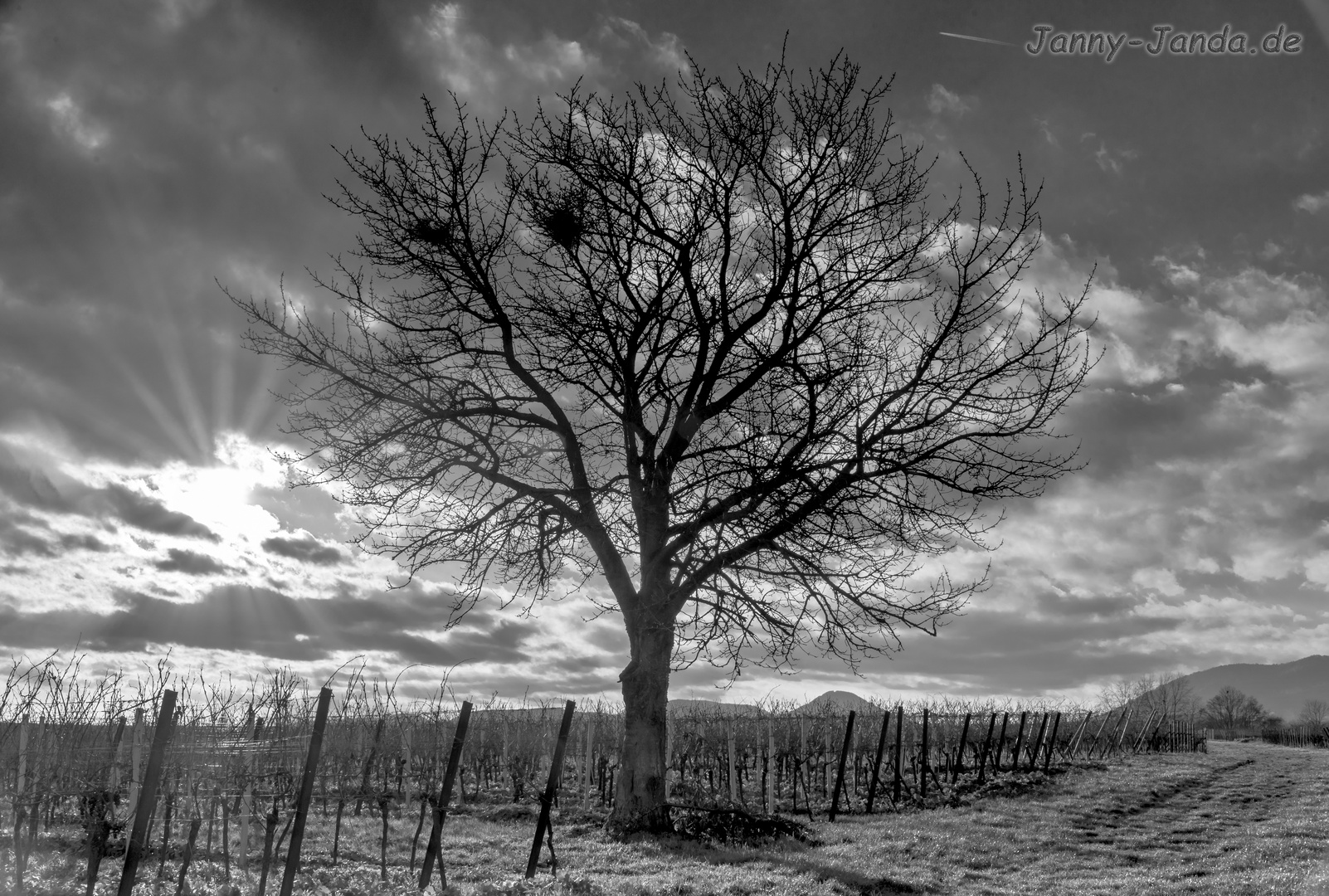 Kirschbaum im Weinberg näge Landau/Pfalz