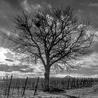 Kirschbaum im Weinberg näge Landau/Pfalz