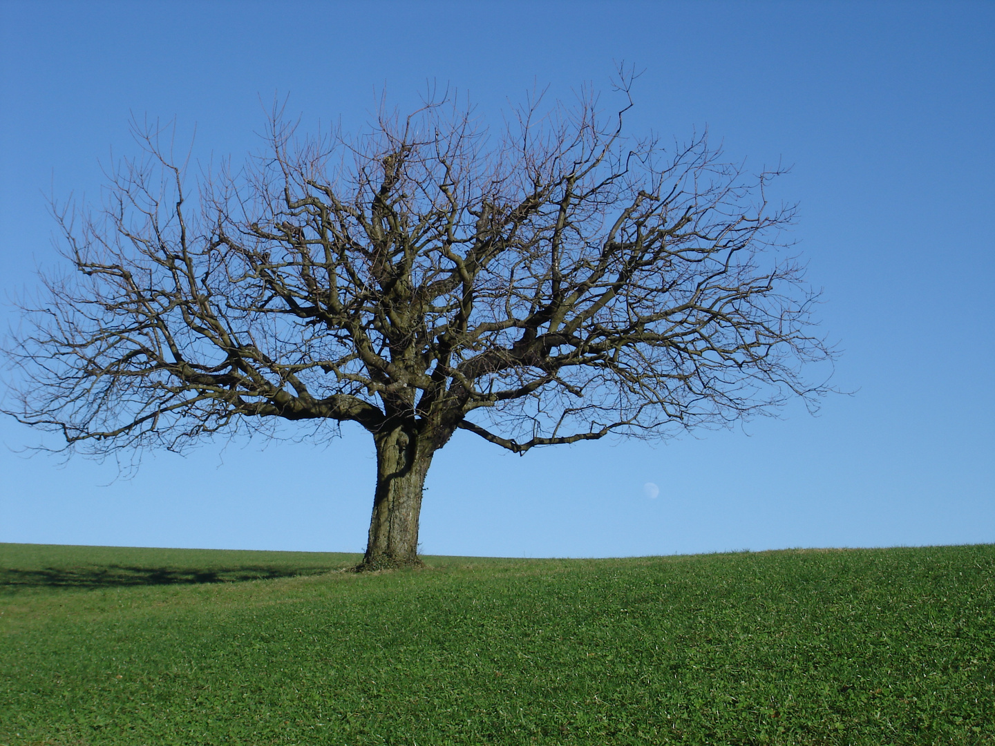 Kirschbaum im Winter