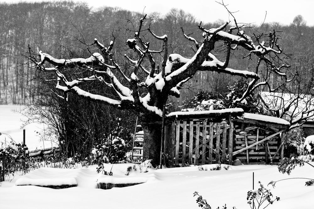 Kirschbaum im Winter