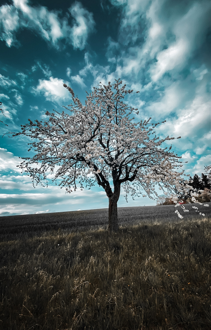 Kirschbaum in Blütenpracht