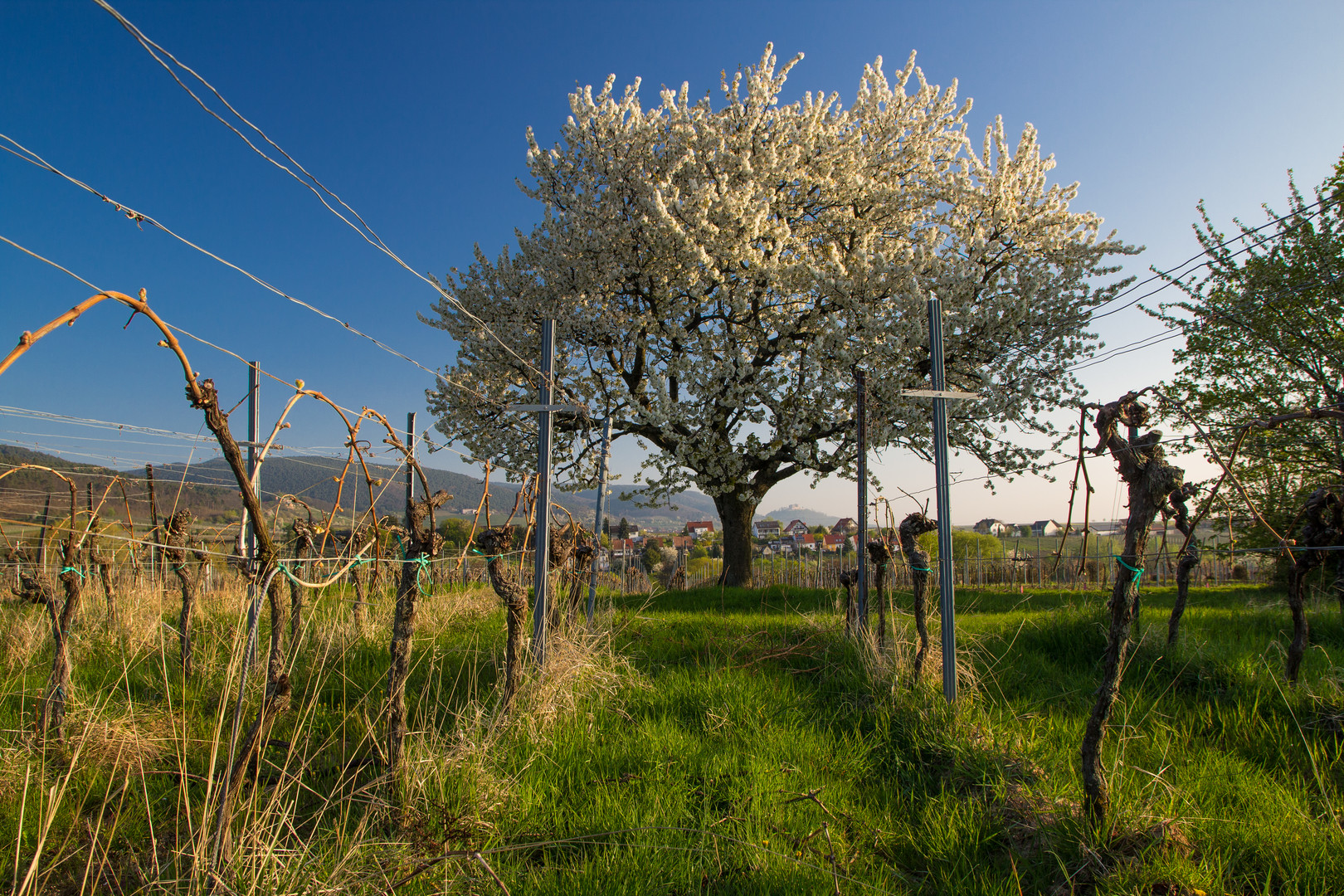 Kirschbaum in den Weinbergen