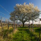 Kirschbaum in den Weinbergen