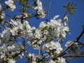 Kirschbaum in der Blüte von Culnamo 