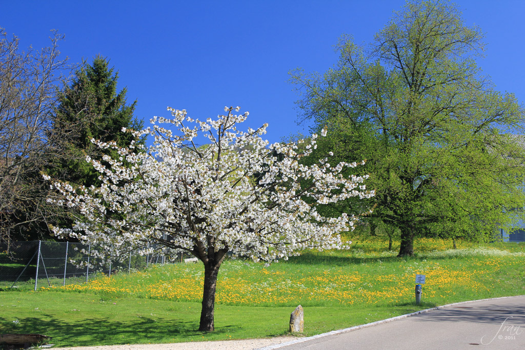 Kirschbaum in der Frühlingsblüte