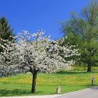 Kirschbaum in der Frühlingsblüte