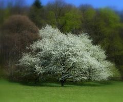 Kirschbaum in Schruns