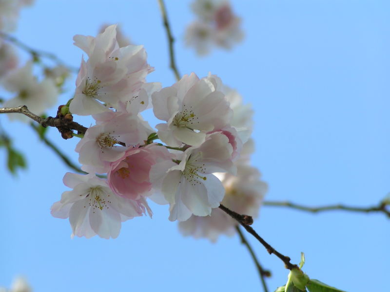 Kirschbaum in Schwetzingen