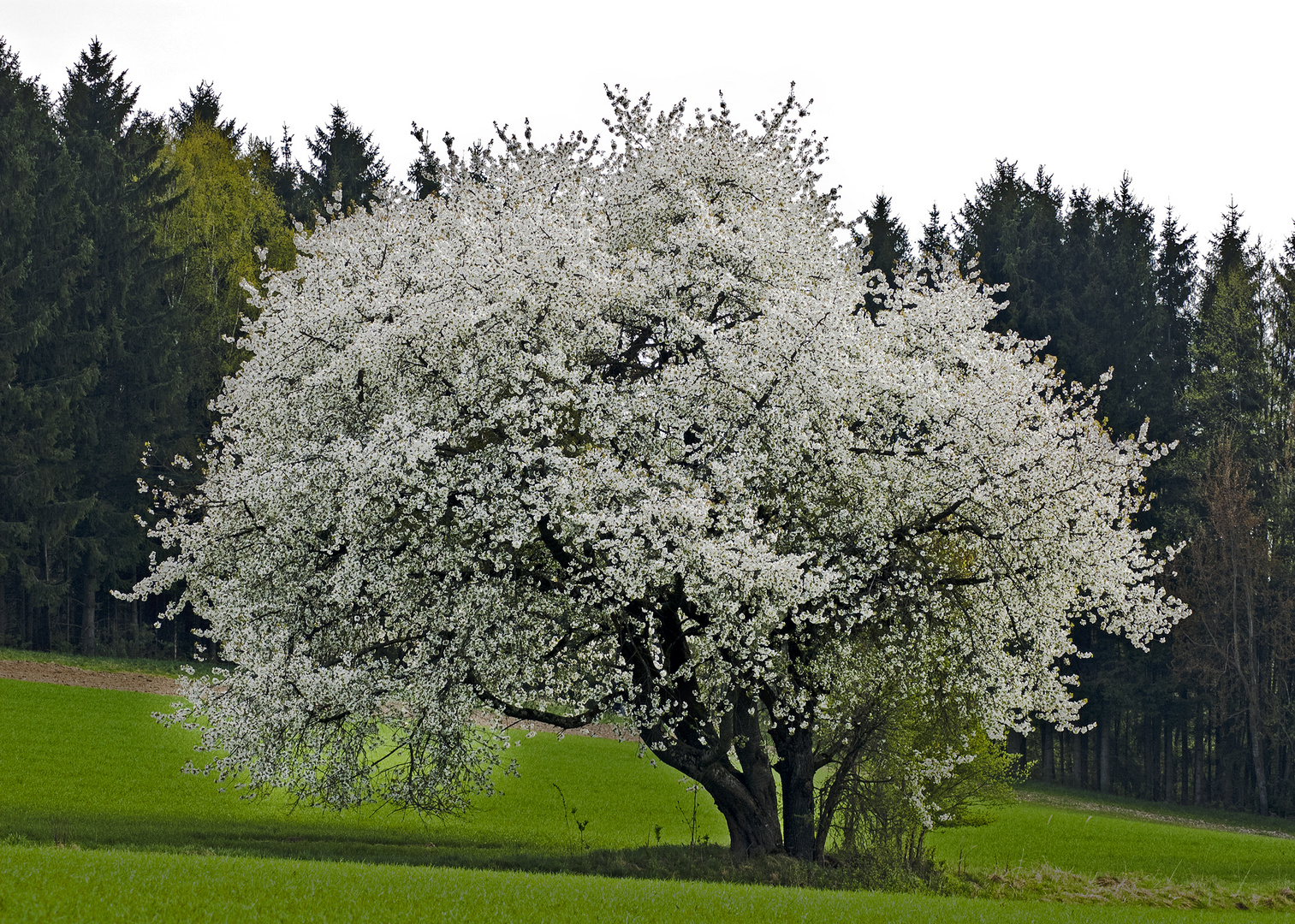 Kirschbaum in seiner schönsten seite