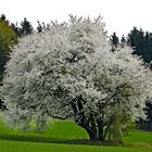 Kirschbaum in seiner schönsten seite