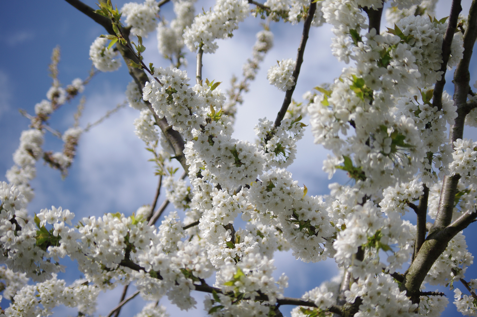 Kirschbaum in voller Blüte