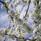 Kirschbaum in voller Blüte