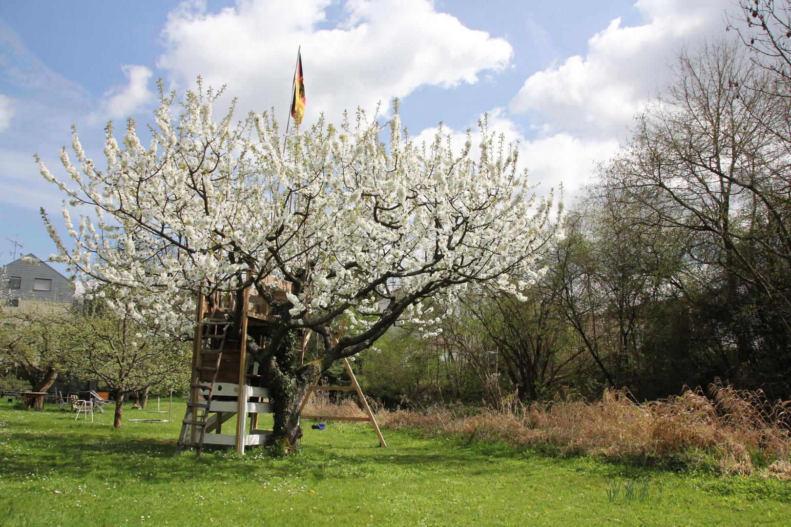 Kirschbaum in voller Blüte