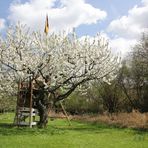 Kirschbaum in voller Blüte