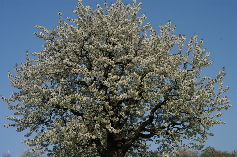 Kirschbaum in voller Blüte