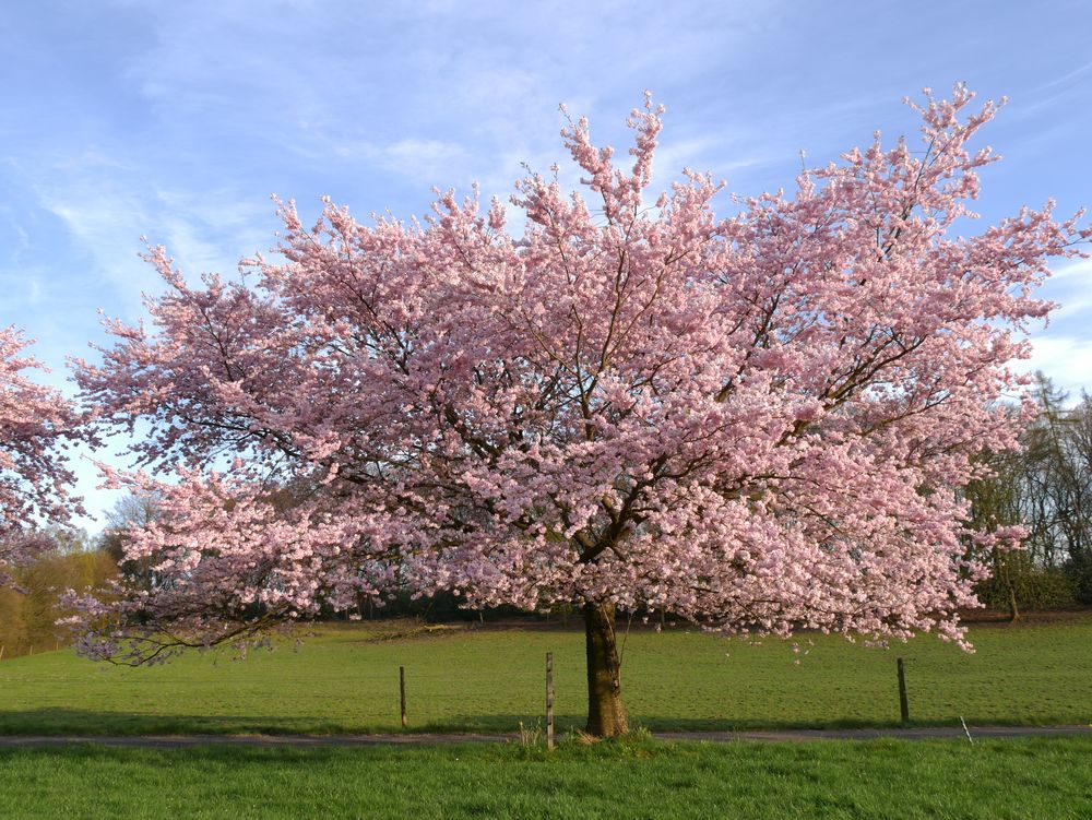 Kirschbaum in voller Blüte Foto & Bild pflanzen, pilze & flechten