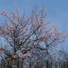 Kirschbaum in voller Blüte