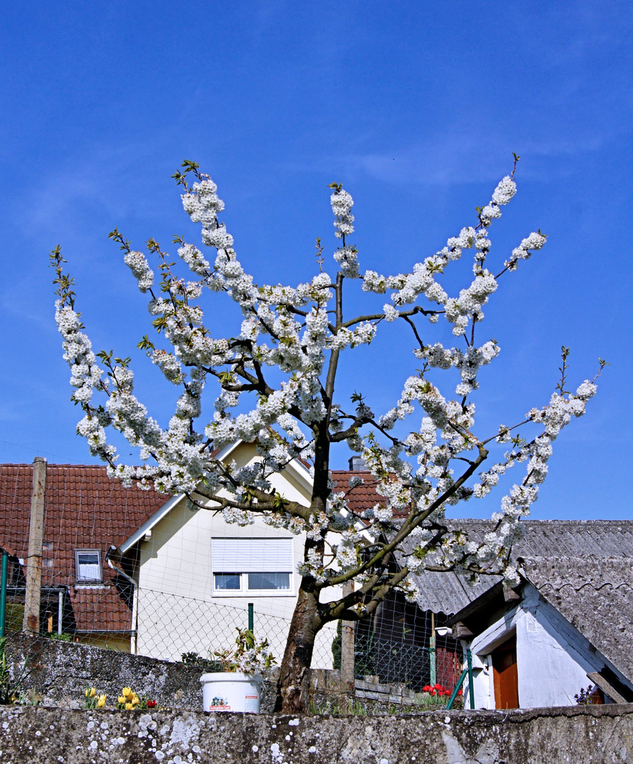 Kirschbaum in voller Blüte