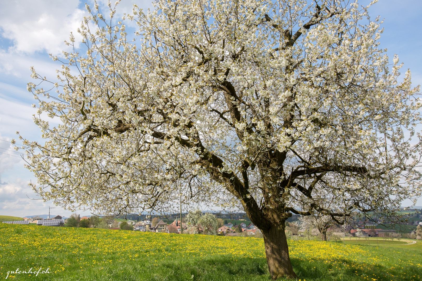 Kirschbaum in voller Blüte in Roggliswil