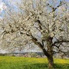 Kirschbaum in voller Blüte in Roggliswil