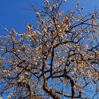 Kirschbaum in voller Blüte vorm blauen Himmel