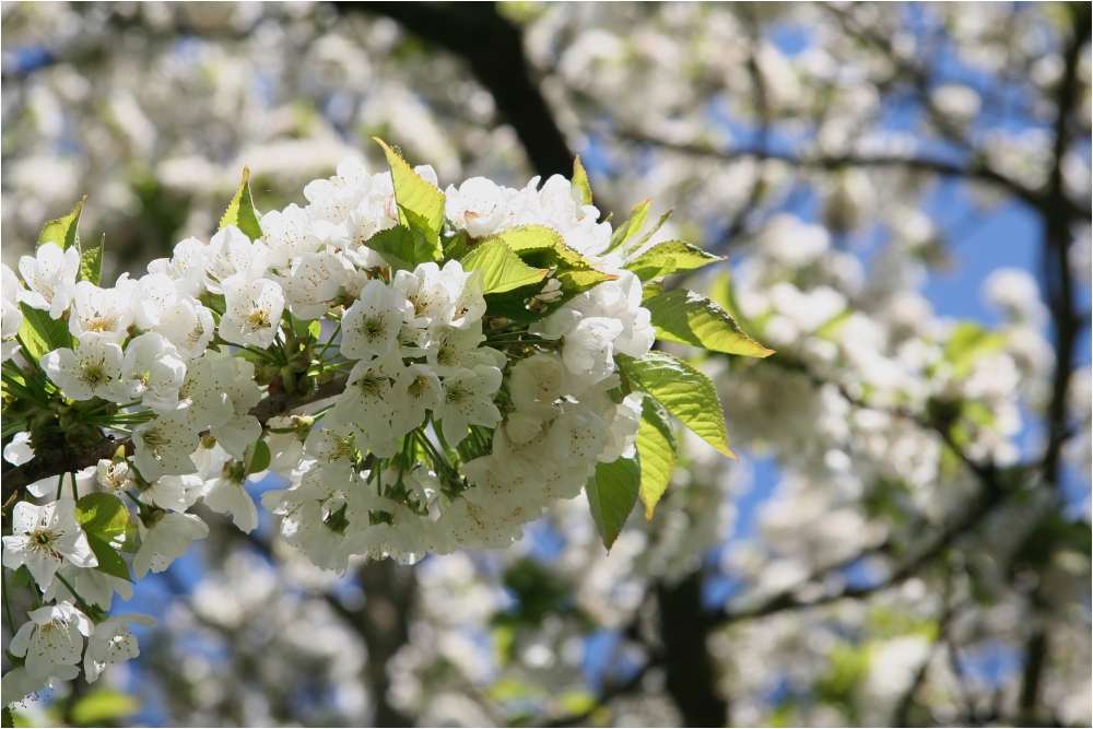 Kirschbaum in voller Pracht.