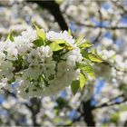 Kirschbaum in voller Pracht.