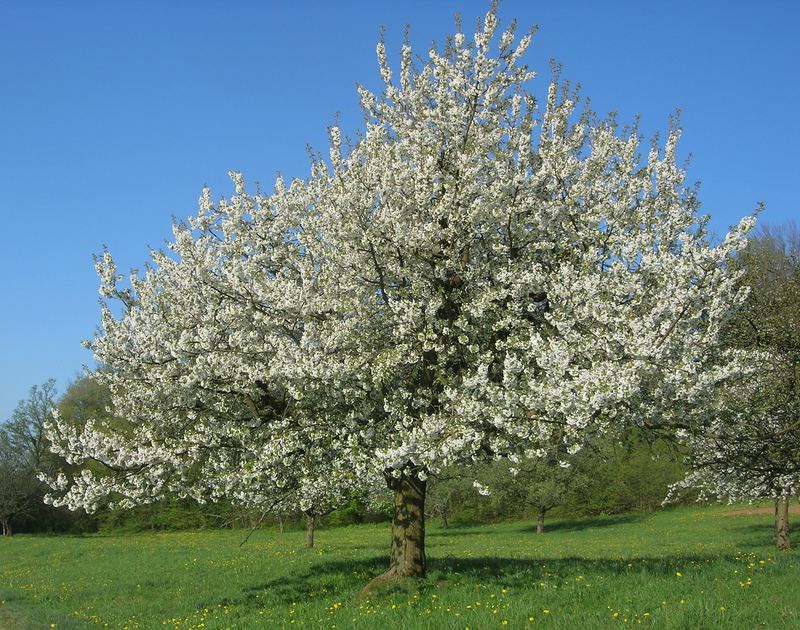 Kirschbaum in voller Pracht