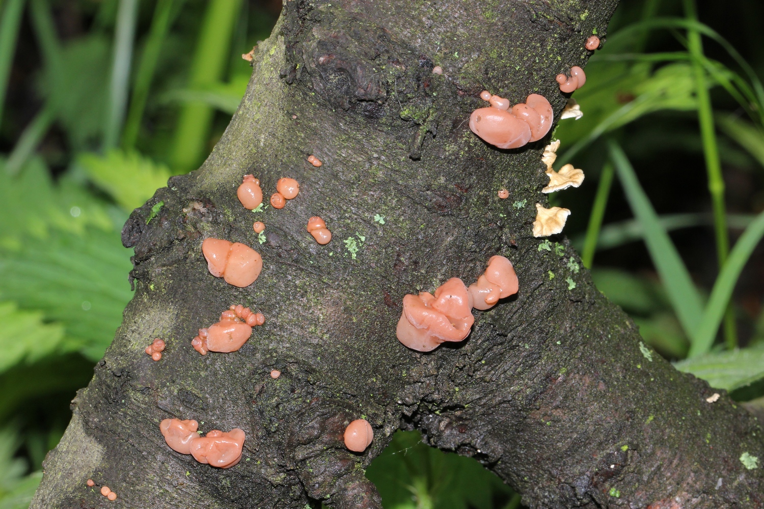 Kirschbaum-Kraterpilz (Craterocolla cerasi)