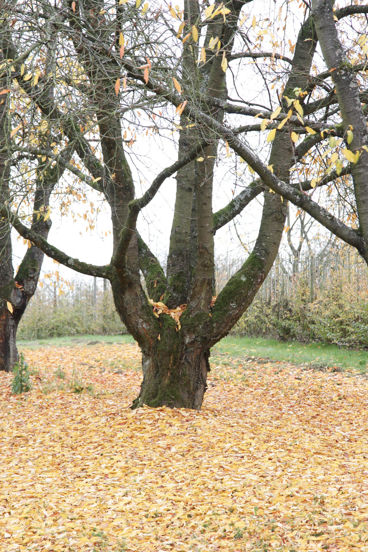 Kirschbaum - Laub