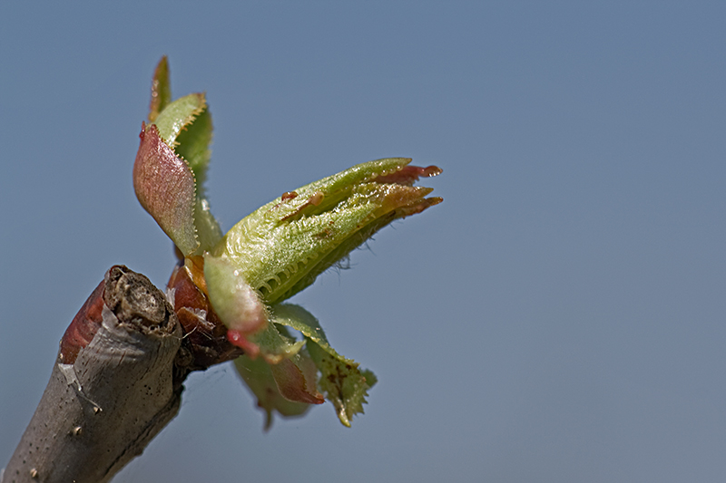 Kirschbaum macht Frühling