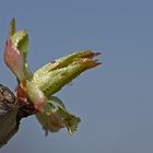 Kirschbaum macht Frühling