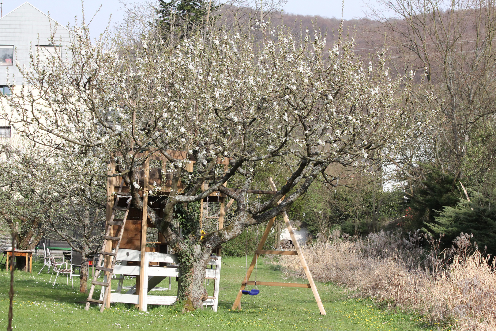 Kirschbaum mit Baumhaus